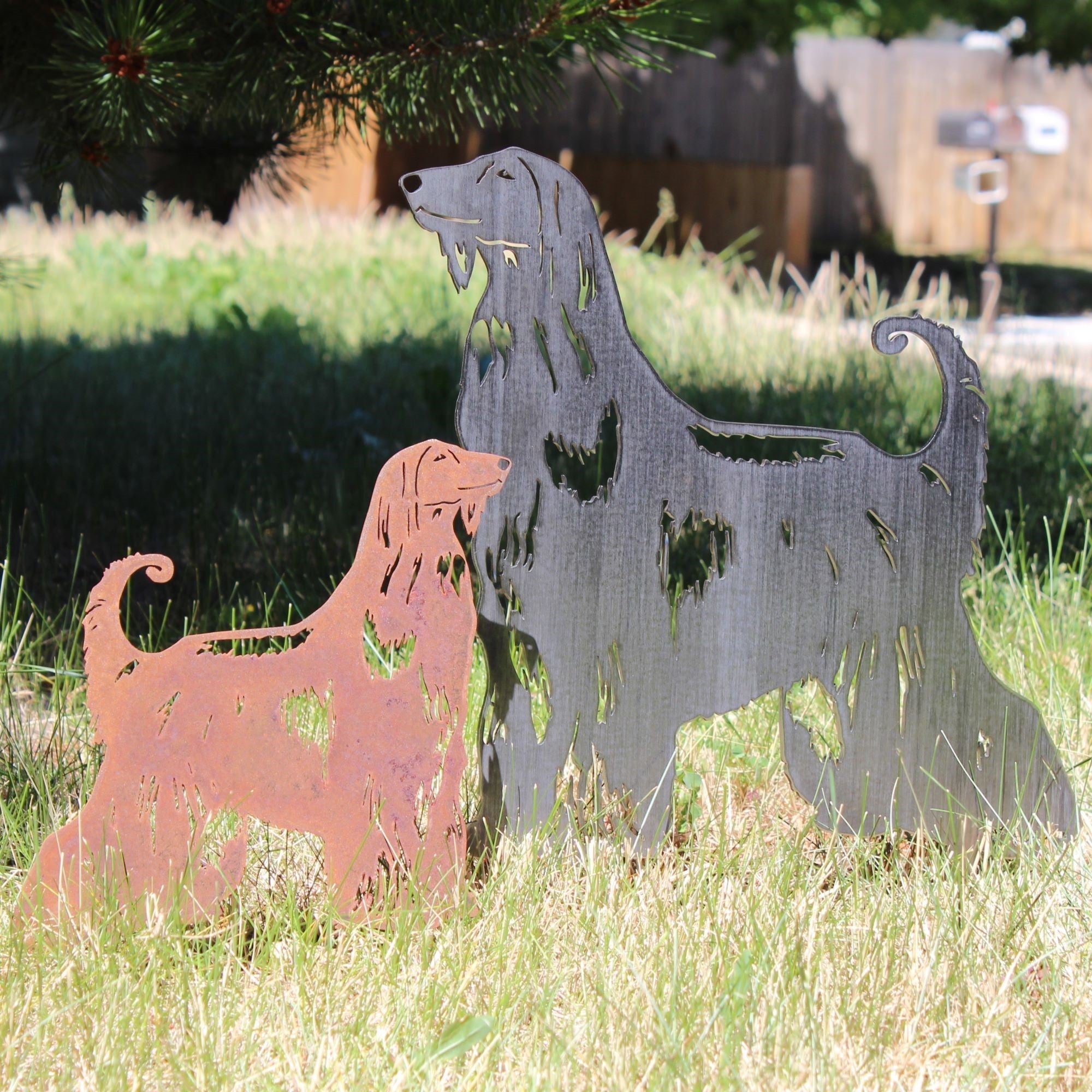 Afghan Hound