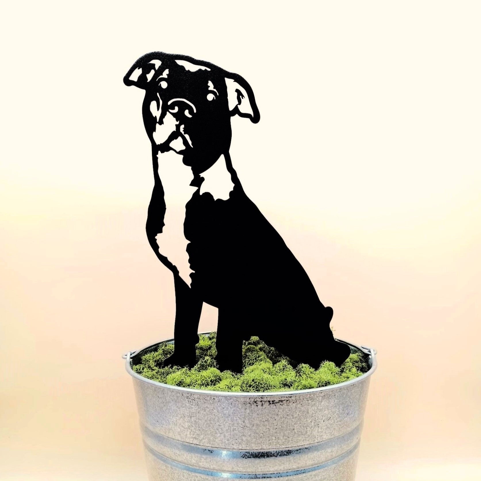 American Pit Bull Terrier