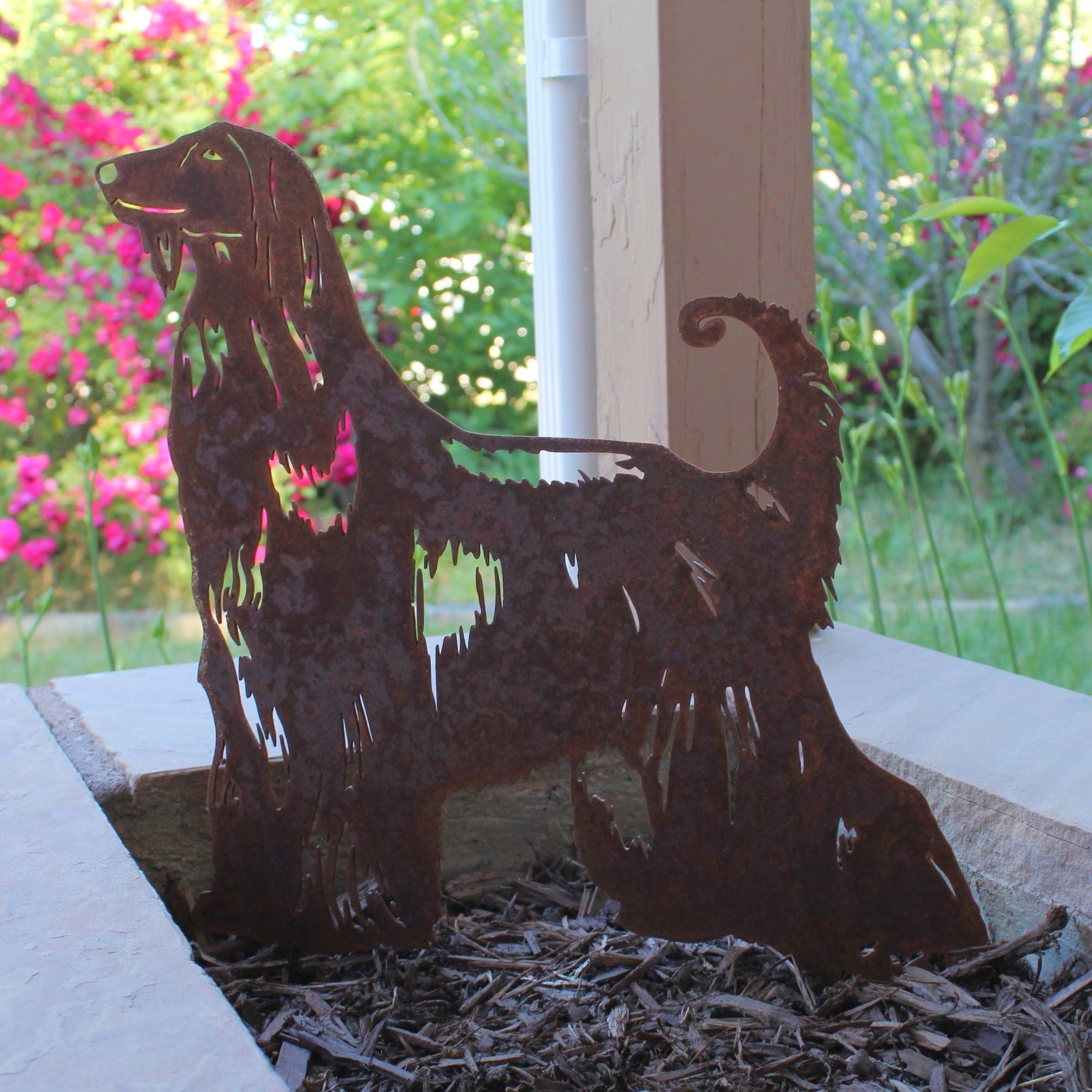 Afghan Hound